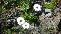 Dimorphotheca nudicaulis