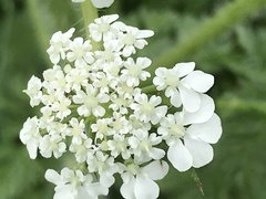 Daucus muricatus