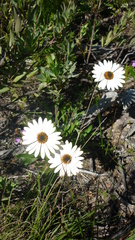 Dimorphotheca nudicaulis