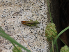 Chorthippus apicalis