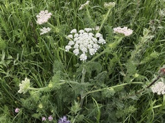 Daucus muricatus