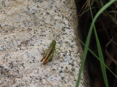 Chorthippus apicalis