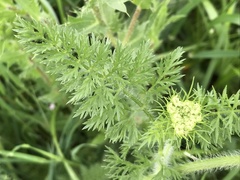 Daucus muricatus