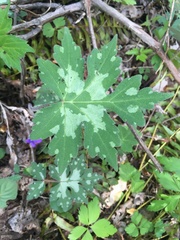 Hydrophyllum appendiculatum