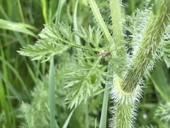 Daucus muricatus