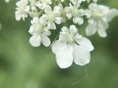 Daucus muricatus