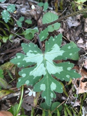 Hydrophyllum appendiculatum