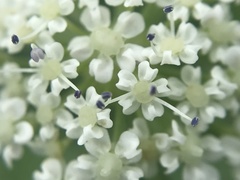 Daucus muricatus