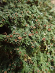 Pannaria leproloma