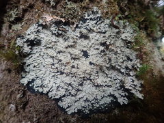 Pannaria athroophylla