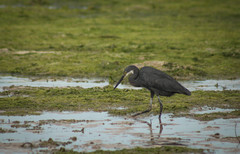 Egretta garzetta dimorpha