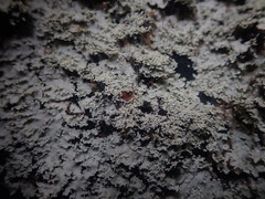 Pannaria athroophylla