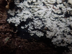 Pannaria athroophylla