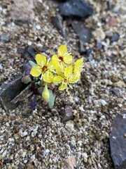 Chylismia claviformis cruciformis