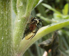 Cyphonia trifida
