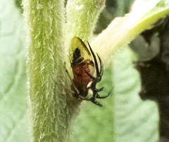 Cyphonia trifida
