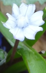 Puschkinia scilloides