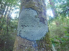 Psoromaria versicolor