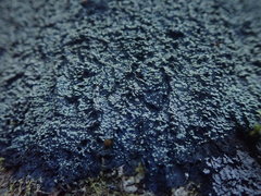 Psoromaria versicolor