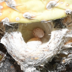 Polioptila albiloris