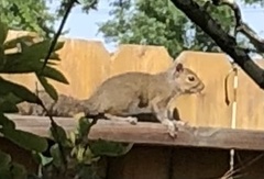 Sciurus carolinensis