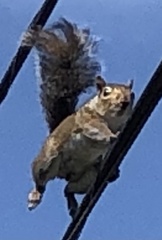 Sciurus carolinensis