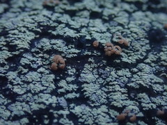 Psoromaria versicolor