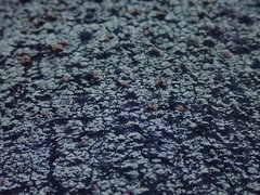 Psoromaria versicolor