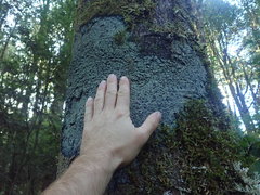 Psoromaria versicolor