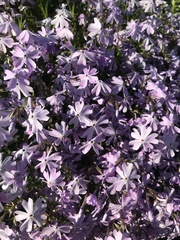 Phlox subulata