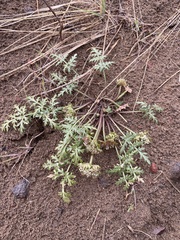 Cymopterus glomeratus