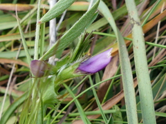 Vicia lentoides