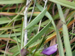 Vicia lentoides