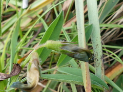 Vicia lentoides