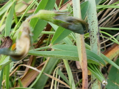 Vicia lentoides