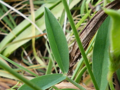 Vicia lentoides