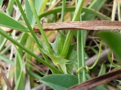 Vicia lentoides