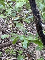 Vireo griseus