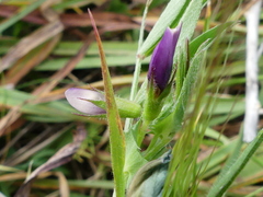 Vicia lentoides