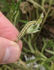 Heliothis phloxiphaga