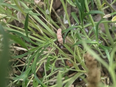 Heliothis phloxiphaga