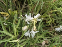 Heliothis phloxiphaga