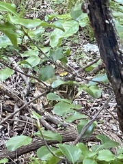 Vireo griseus