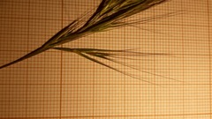 Festuca membranacea