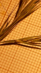 Festuca membranacea