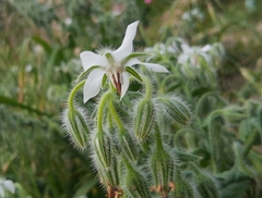 Borago officinalis