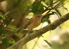 Ramphocaenus melanurus