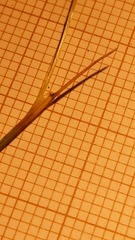 Festuca membranacea