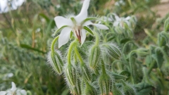 Borago officinalis