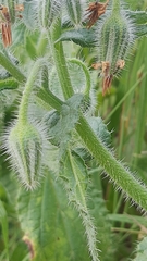 Borago officinalis